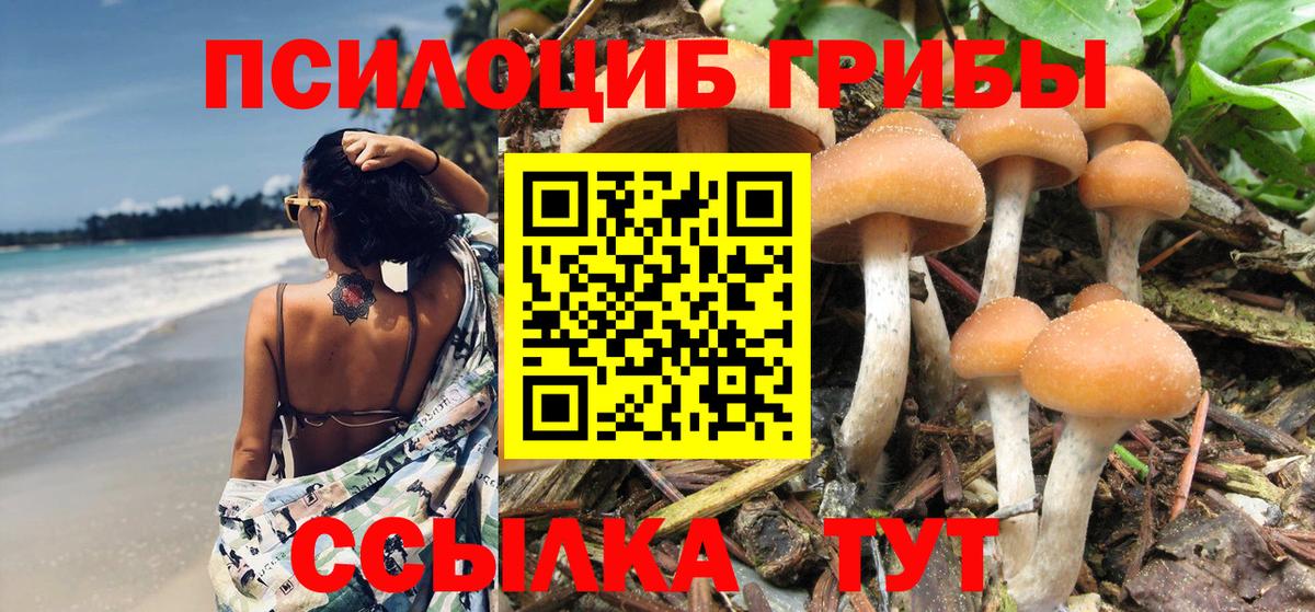 Псилоцибиновые грибы Psilocybe Гай